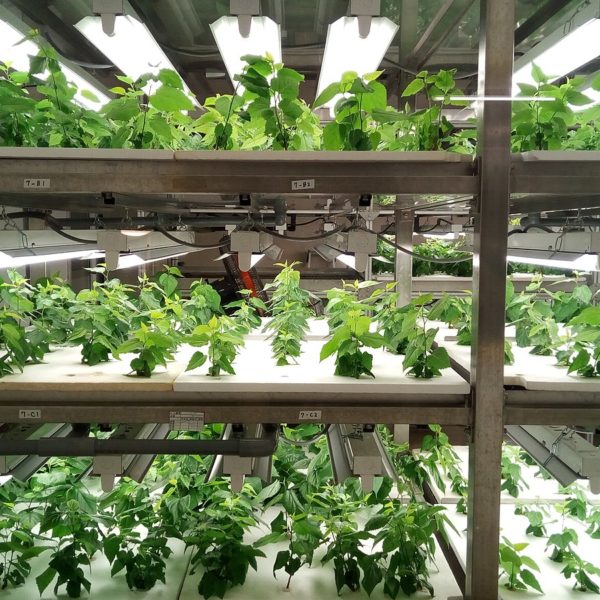Indoor Farming
